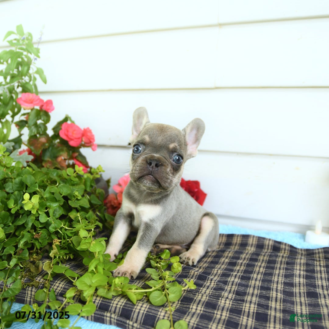 French Bulldog dogs for sale: Diamond - Image 2