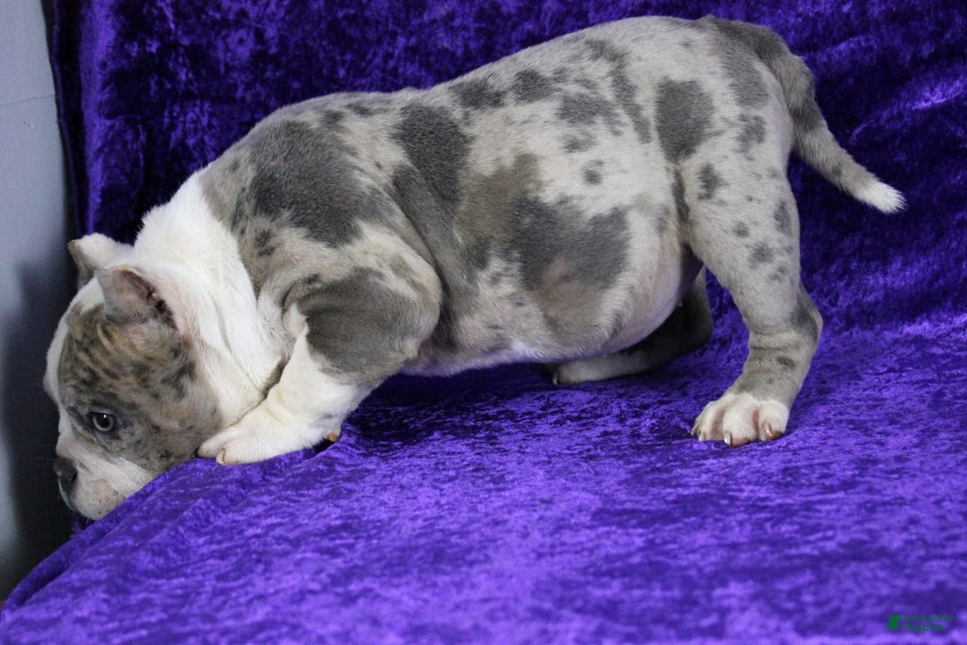 American Bully dogs for sale: Blue Merle Female - Image 4