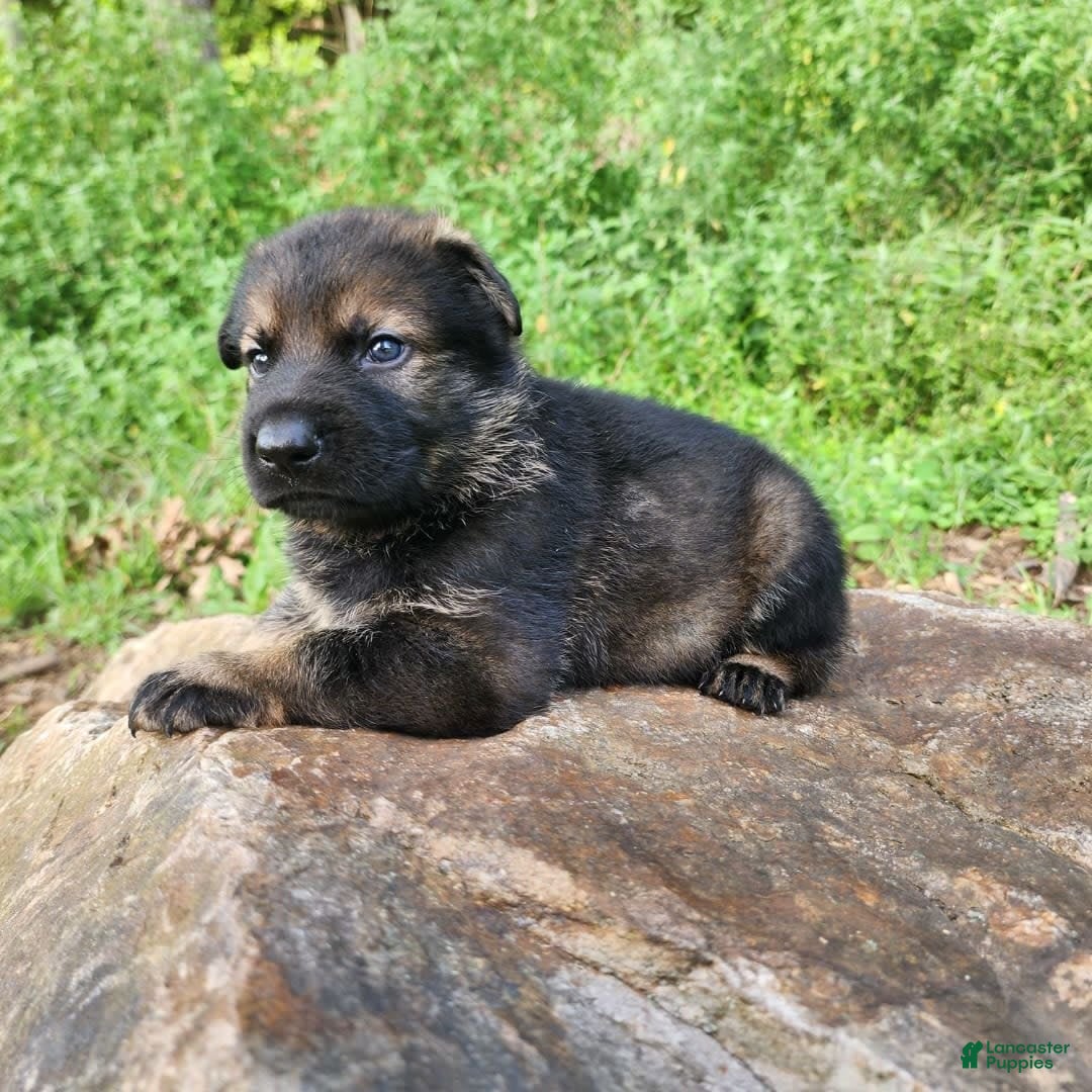 German Shepherd dogs for sale: Karma - Image 21