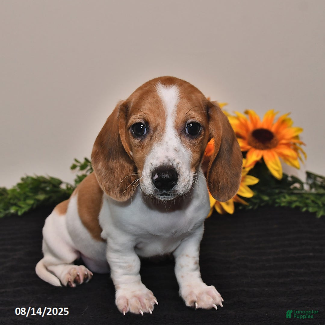 Miniature Dachshund dogs for sale: Rosie - Image 3