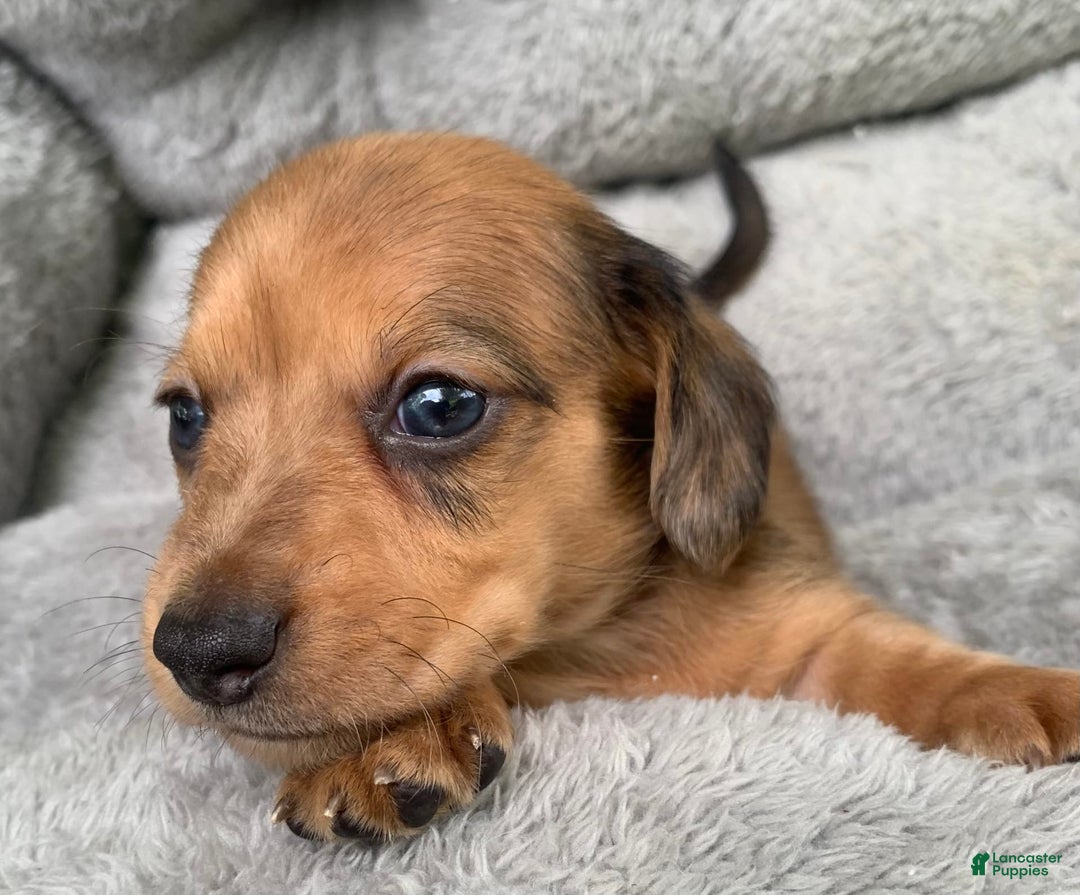 Miniature Dachshund dogs for sale: Baby Cosmo - Image 5