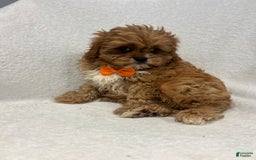 Cavapoo dogs for sale: Mike - Image 1