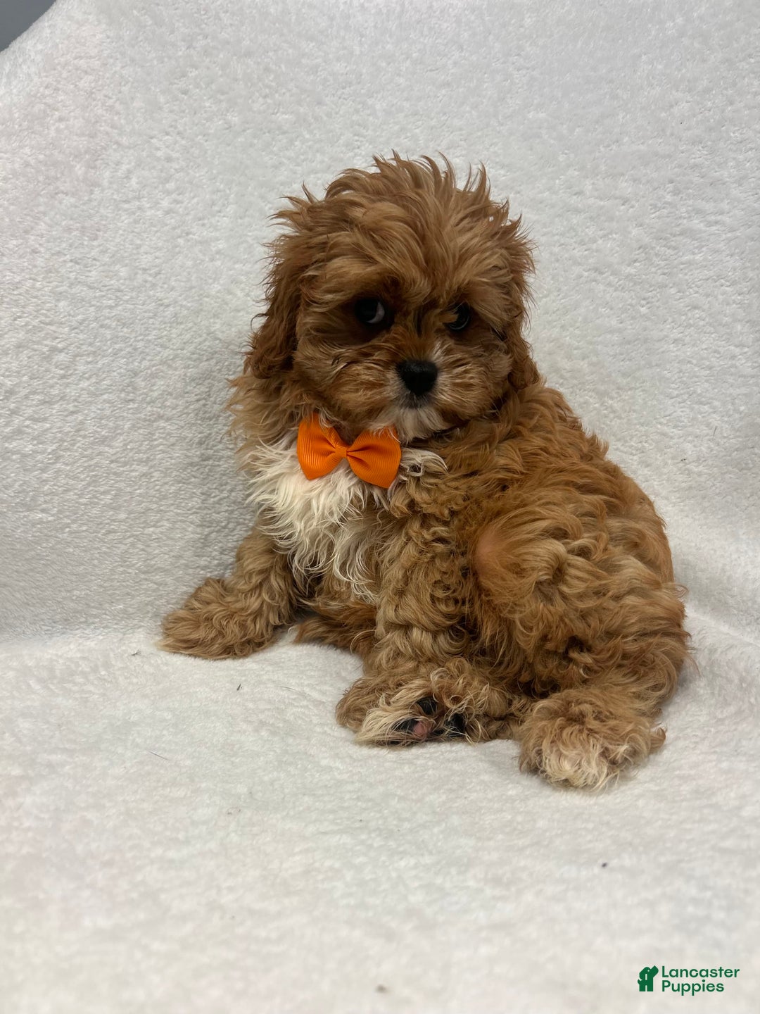 Cavapoo dogs for sale: Mike - Image 1