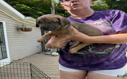Cane Corso dogs for sale: Jamie Lee - Image 1