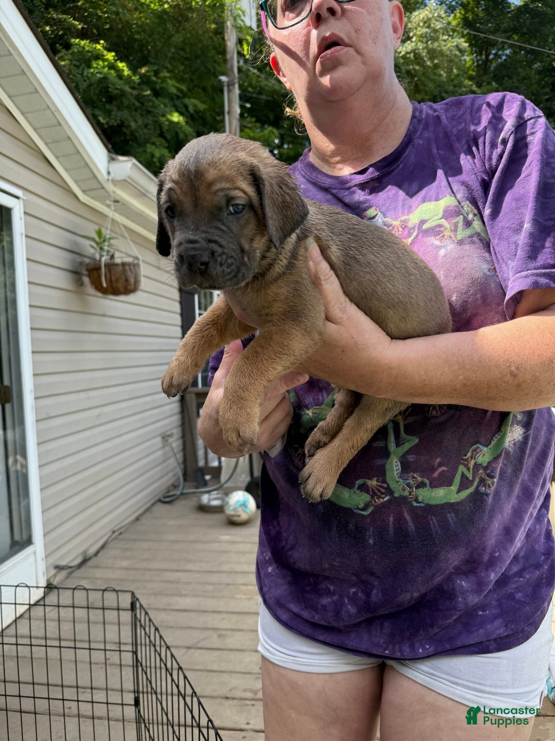 Cane Corso dogs for sale: Jamie Lee - Image 1