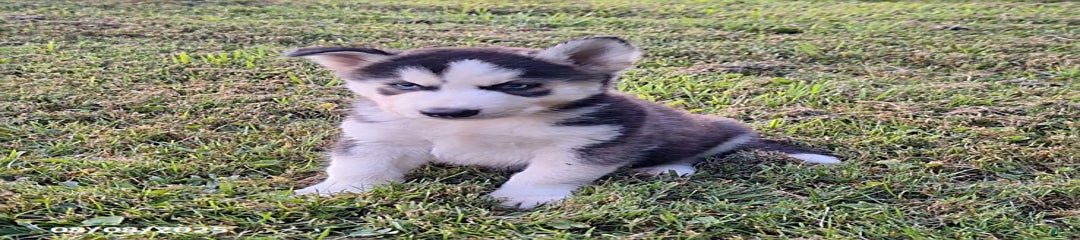 Axel