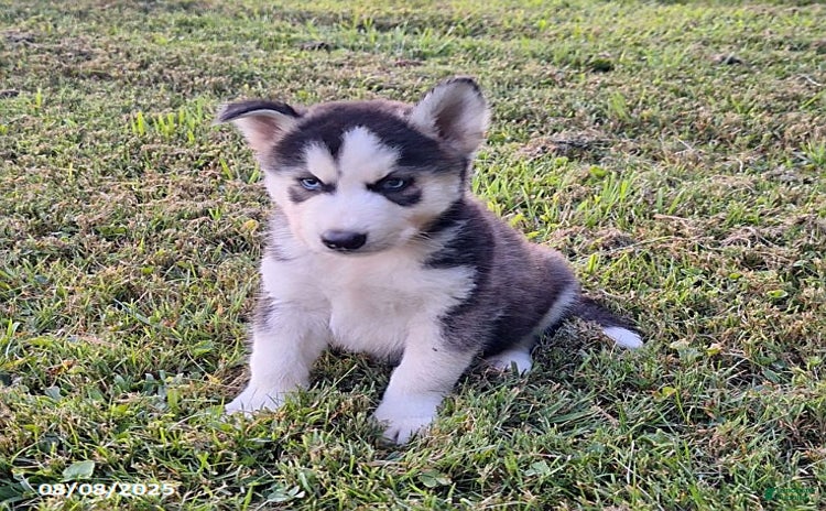 Gerberian Shepsky dogs for sale - Ad 3