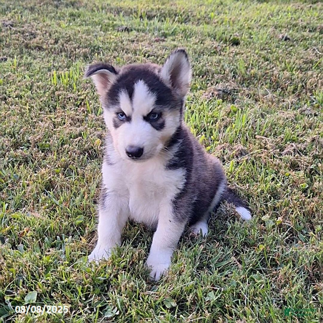 Gerberian Shepsky dogs for sale: Axel - Image 1