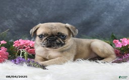 Pug dogs for sale: Spencer - Image 3