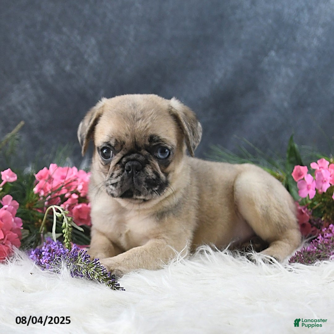 Pug dogs for sale: Spencer - Image 3