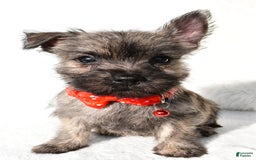 Cairn Terrier dogs for sale: Eclare - Image 3
