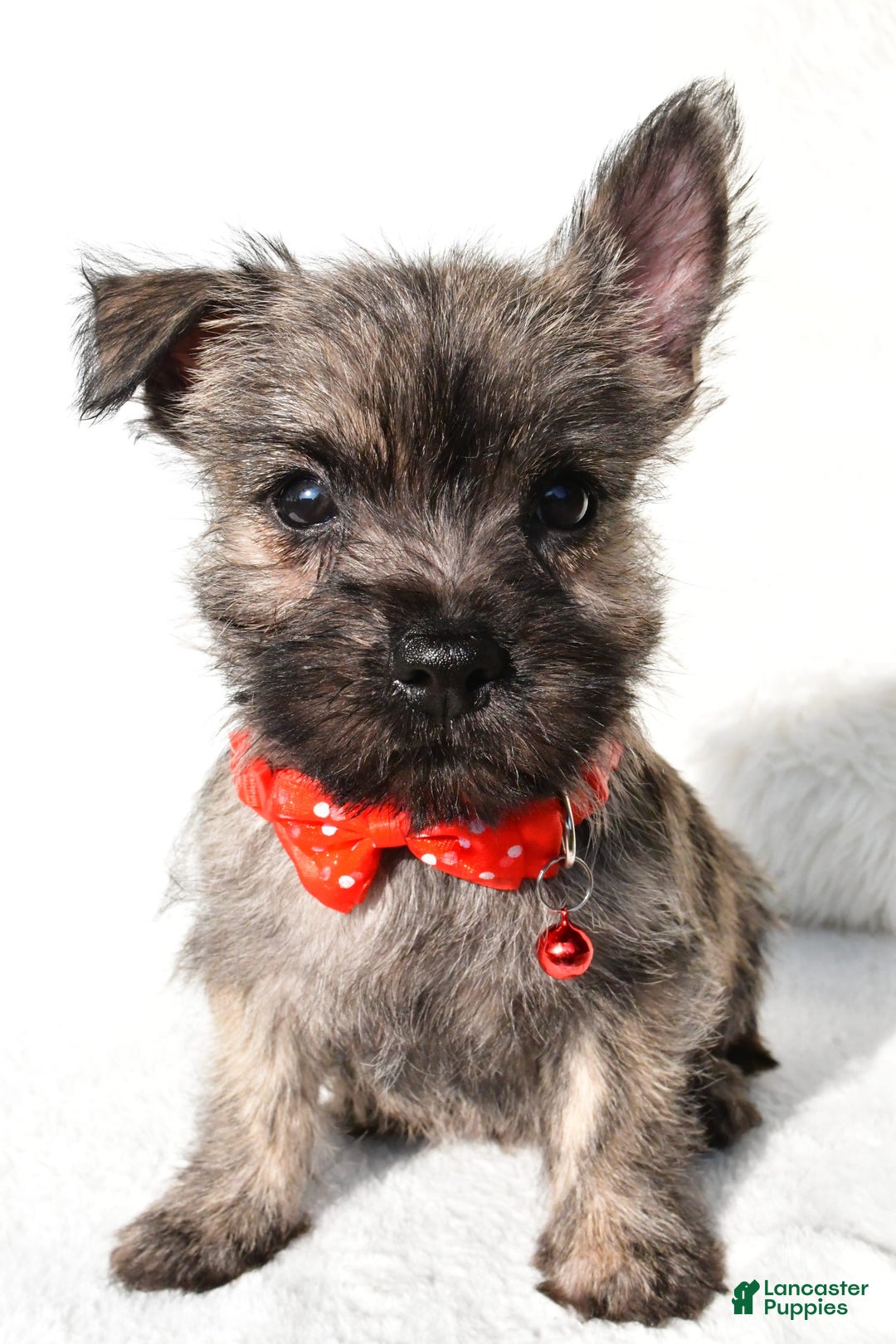 Cairn Terrier dogs for sale: Eclare - Image 3