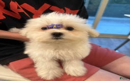 Maltese dogs for sale: Ryan - Image 4