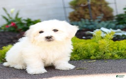 Maltipoo dogs for sale: Maltipoo 8 puppies - Image 8