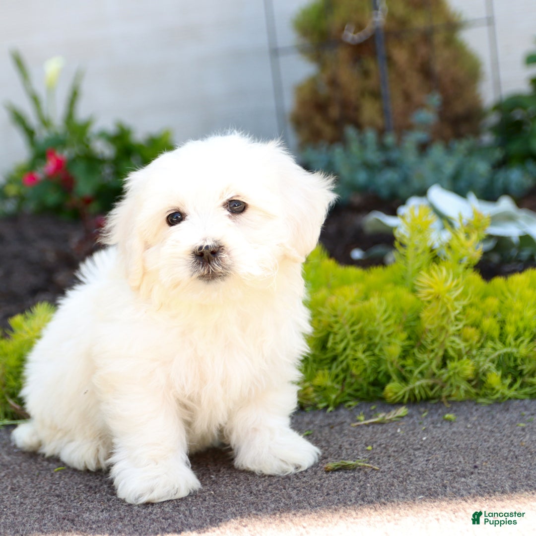Maltipoo dogs for sale: Maltipoo 8 puppies - Image 8