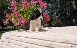 Mini Bernedoodle dogs for sale: Sophie - Image 2