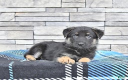 German Shepherd dogs for sale: Shelley - Image 3