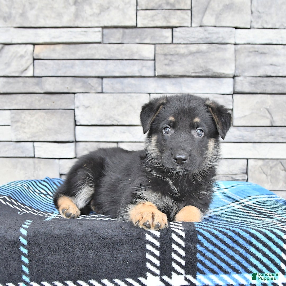 German Shepherd dogs for sale: Shelley - Image 3
