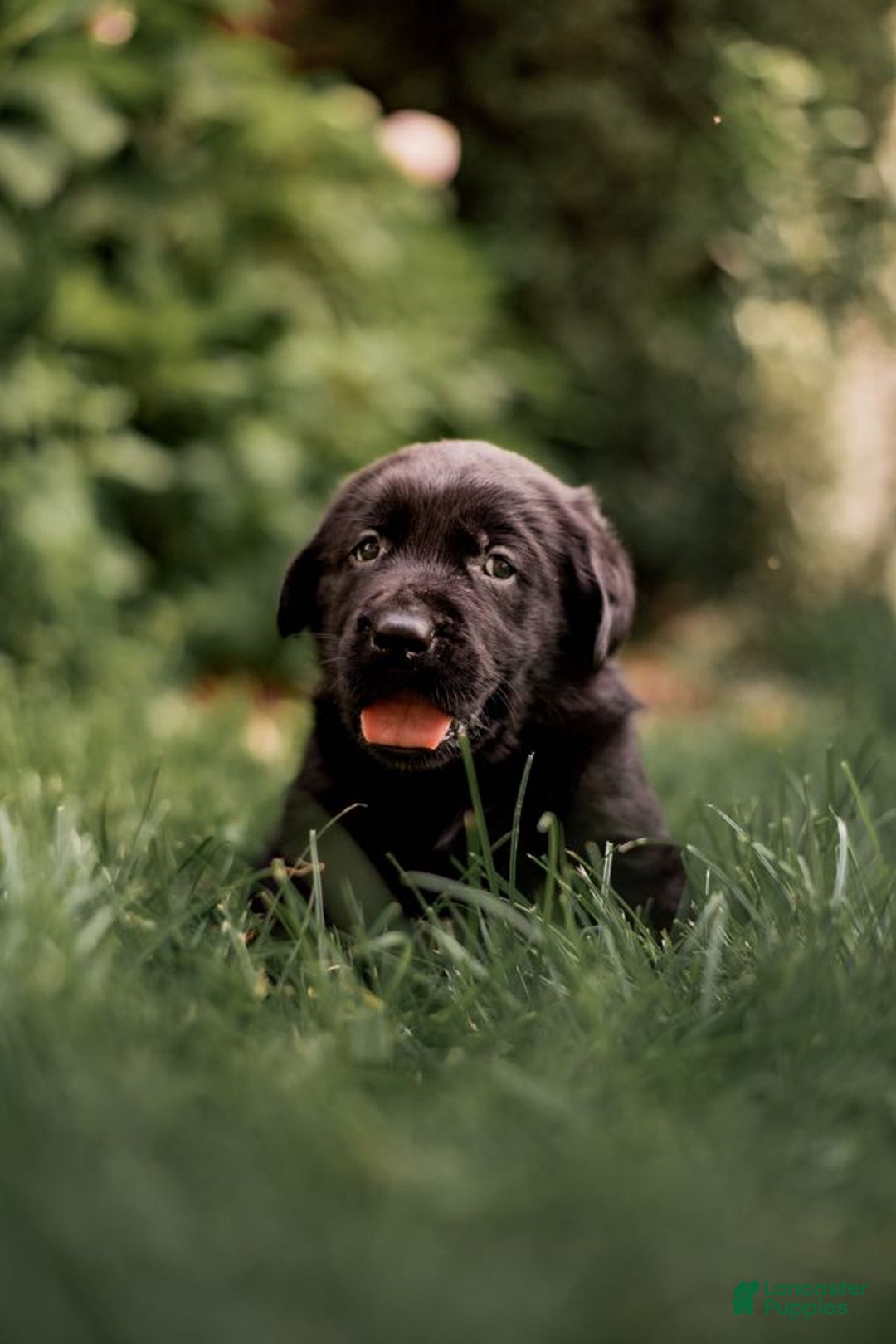 Goldador dogs for sale: Green - Image 3