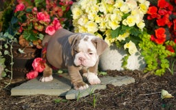 English Bulldog dogs for sale: Lucy - Image 3