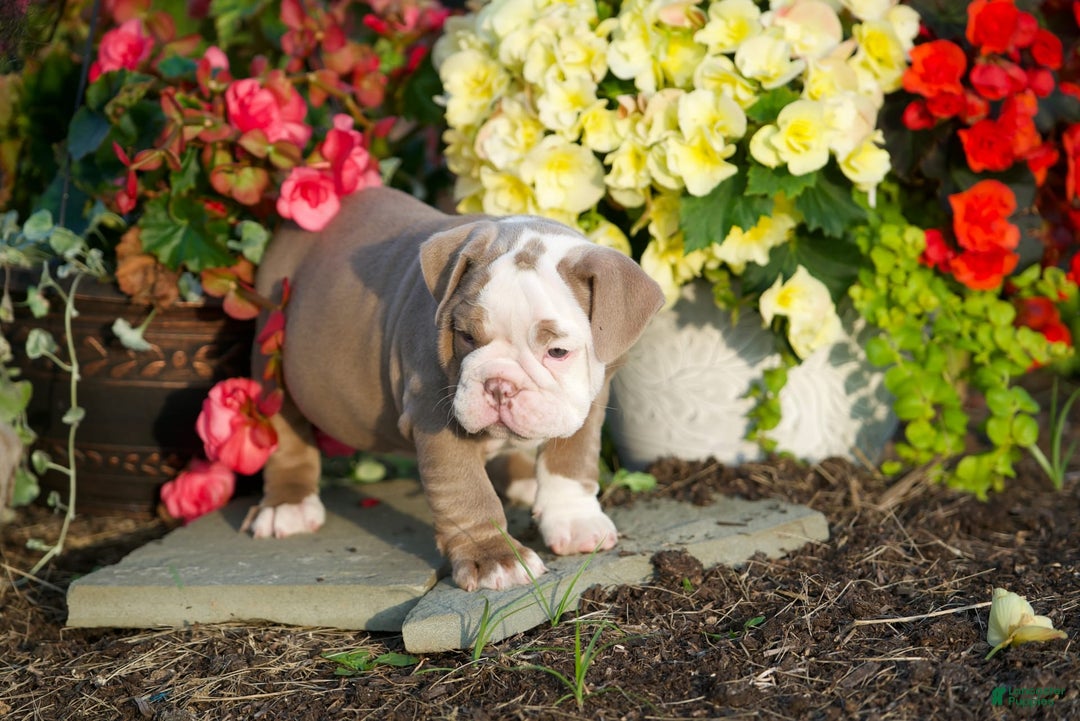 English Bulldog dogs for sale: Lucy - Image 3