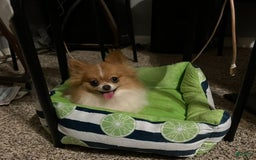 Pomeranian dogs for sale: Limon - Image 2