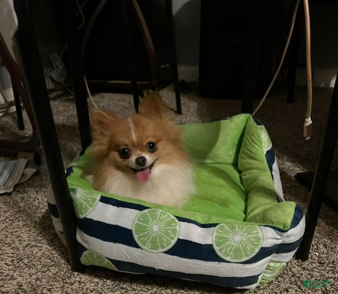Pomeranian dogs for sale: Limon - Image 2