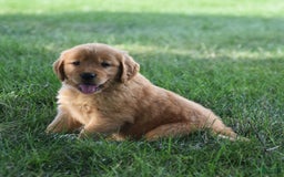 Golden Retriever dogs for sale: Golden Retriever 8 puppies - Image 19