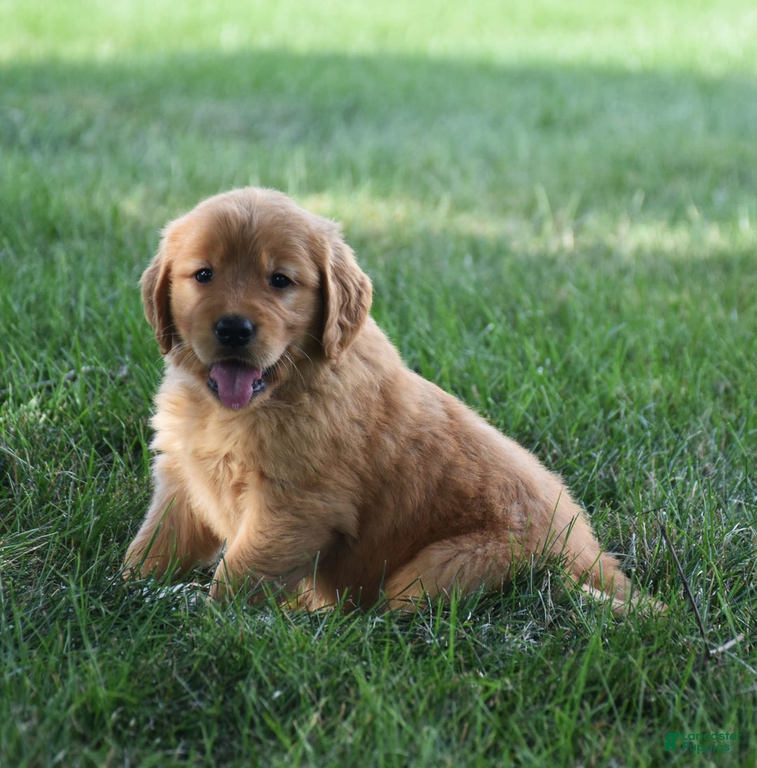 Golden Retriever dogs for sale: Golden Retriever 8 puppies - Image 19