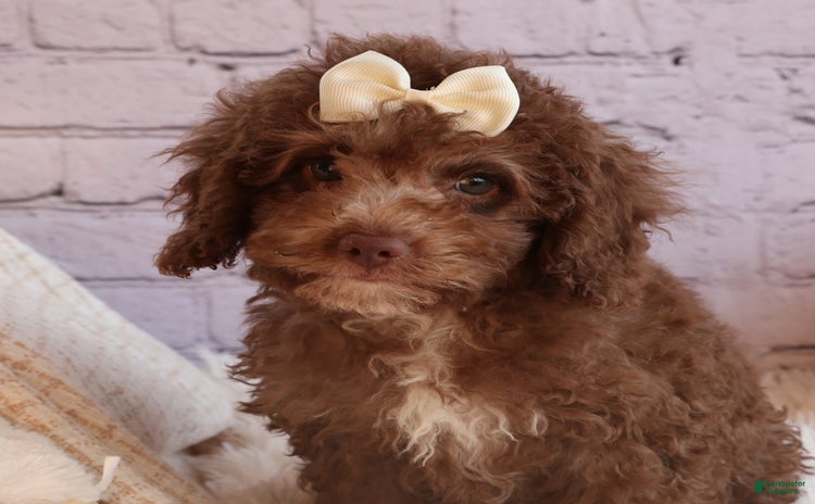 Cockapoo dogs for sale - Ad 4