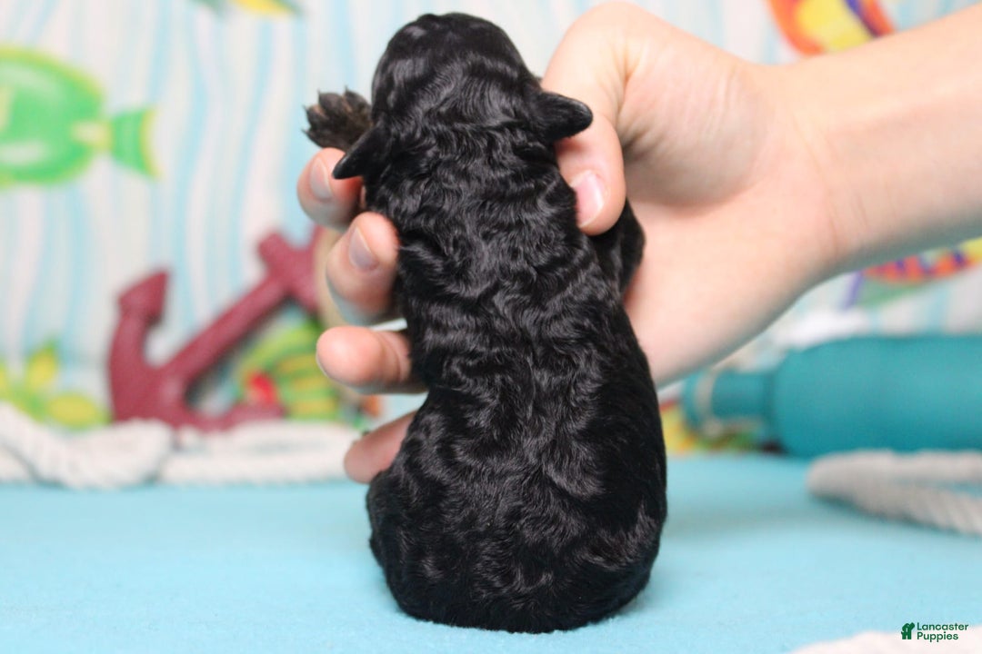 Toy Poodle dogs for sale: Jett - Image 4