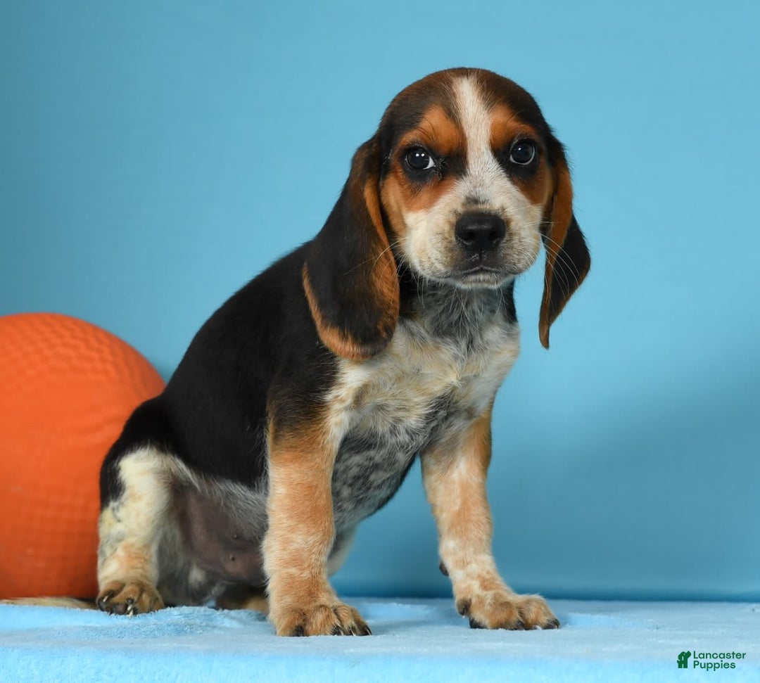 Beagle dogs for sale: Rascal - Image 7