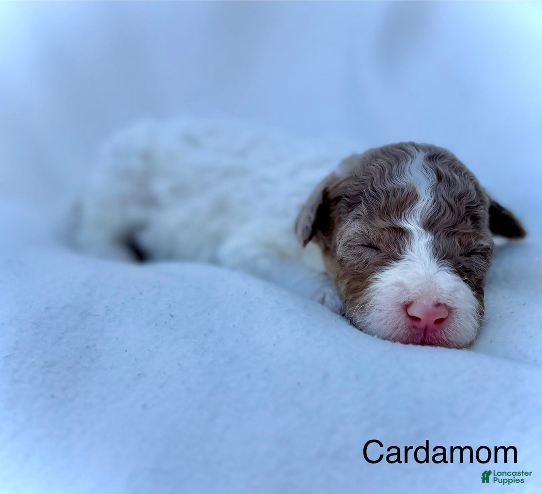 Mini Aussiedoodle dogs for sale: Cardamom - Image 1