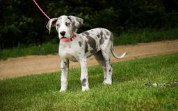 Great Dane dogs for sale: Joujou - Image 22