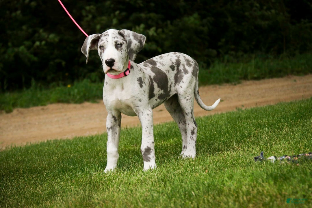 Great Dane dogs for sale: Joujou - Image 22