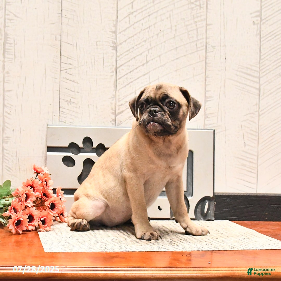 Pug dogs for sale: Poppy - Image 3
