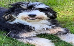 Mini Bernedoodle dogs for sale: Paulie - Image 8