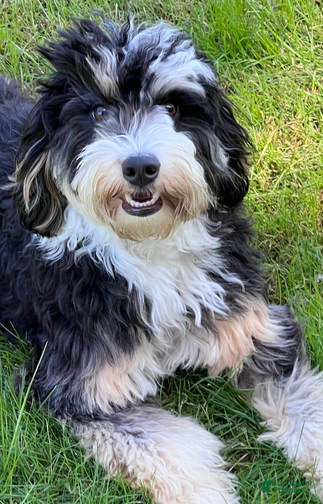 Mini Bernedoodle dogs for sale: Paulie - Image 8