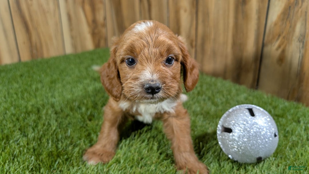 Cavapoo dogs for sale: Honeycomb Girl 9 - Image 1