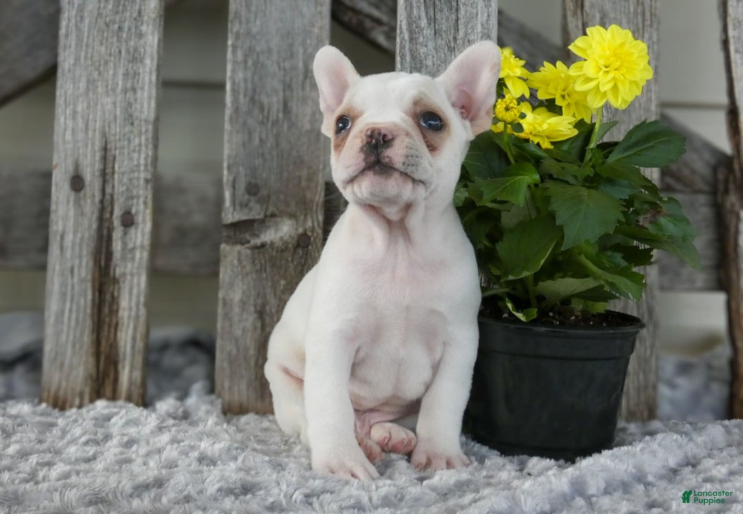 Frenchton dogs for sale: Slater - Image 3