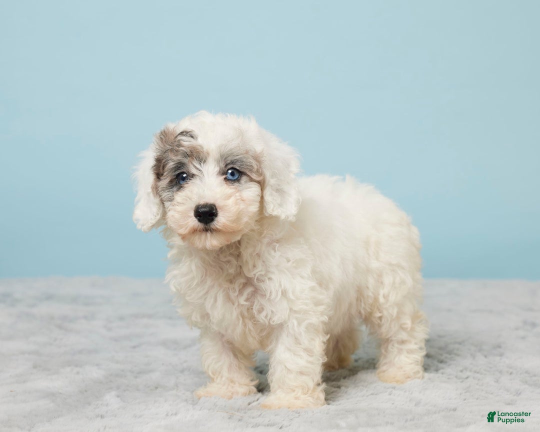 Miniature Poodle dogs for sale: Leo - Image 2