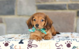 Miniature Dachshund dogs for sale: Queenie - Image 6