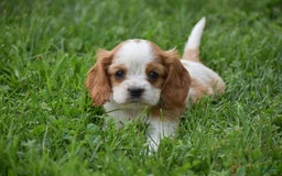 Cockalier dogs for sale: Rosa - Image 10