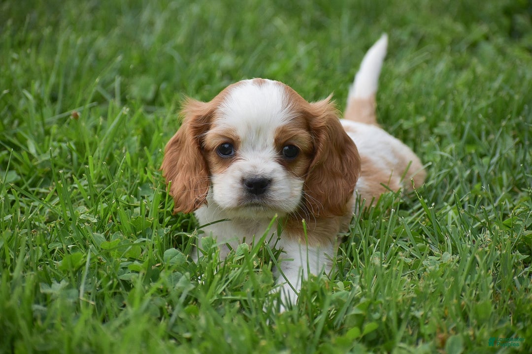 Cockalier dogs for sale: Rosa - Image 10