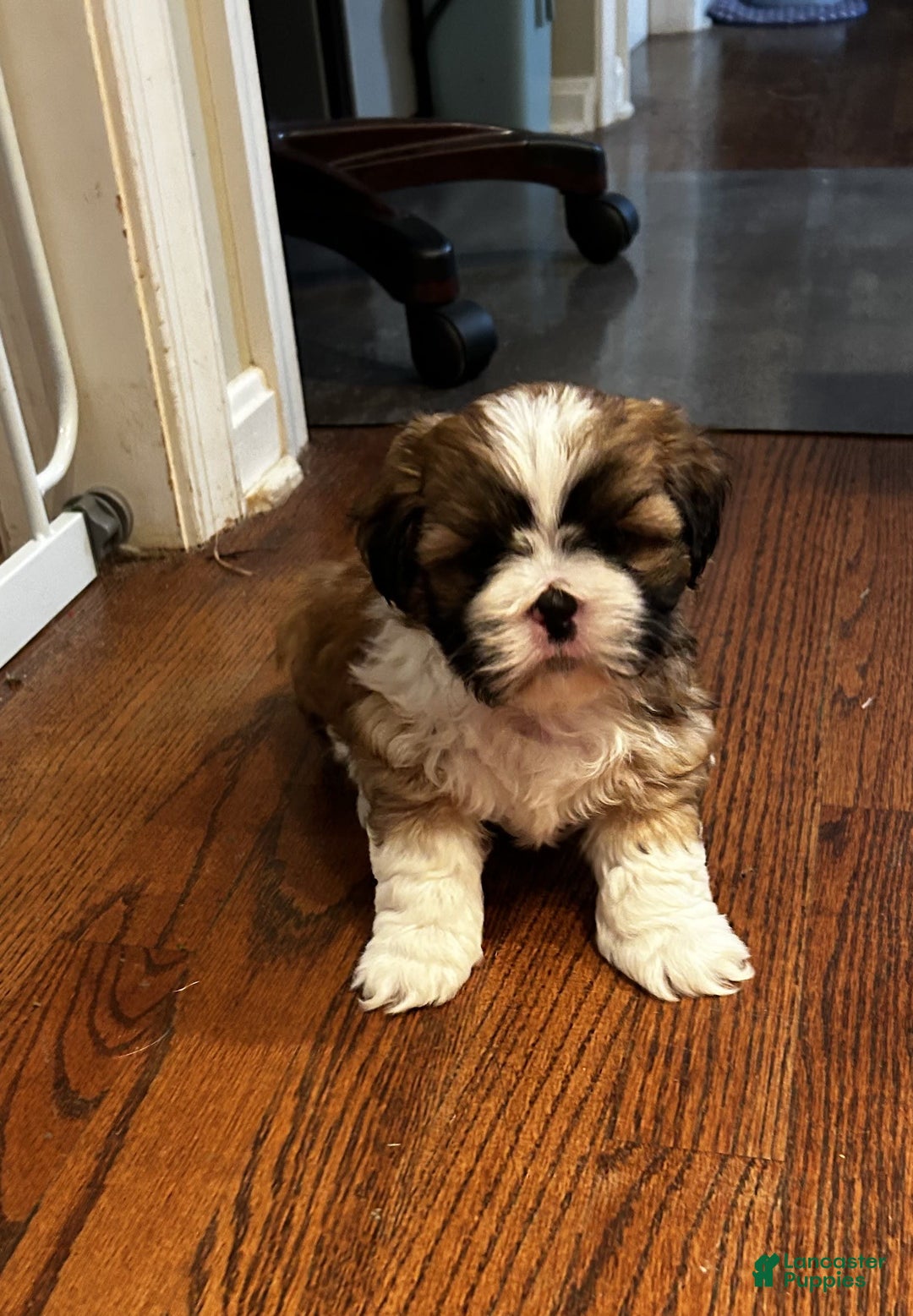 Shih Tzu dogs for sale: Jessie - Image 5