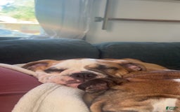 English Bulldog dogs for sale: Mr. Mans Jr. - Image 4