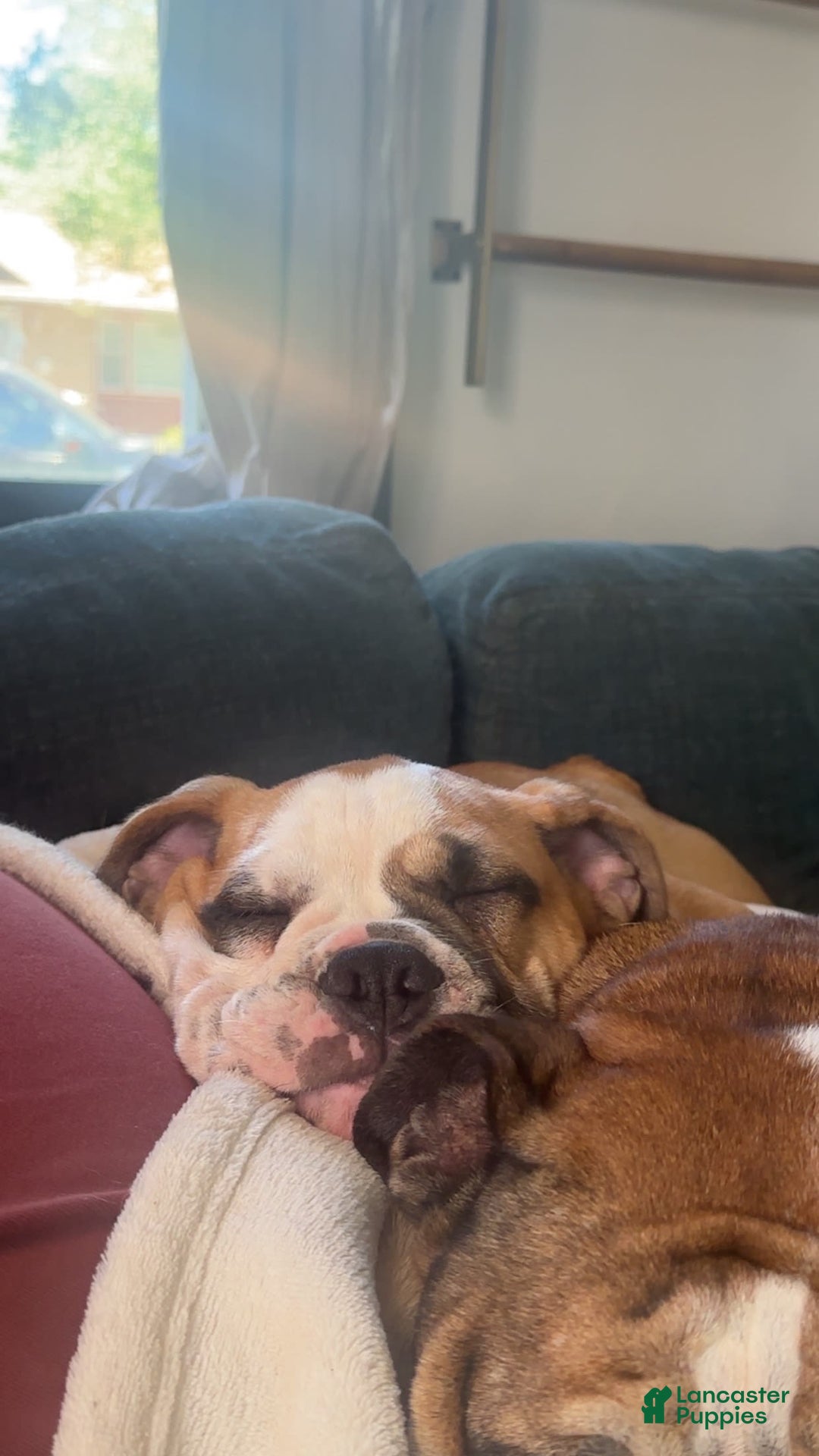 English Bulldog dogs for sale: Mr. Mans Jr. - Image 4