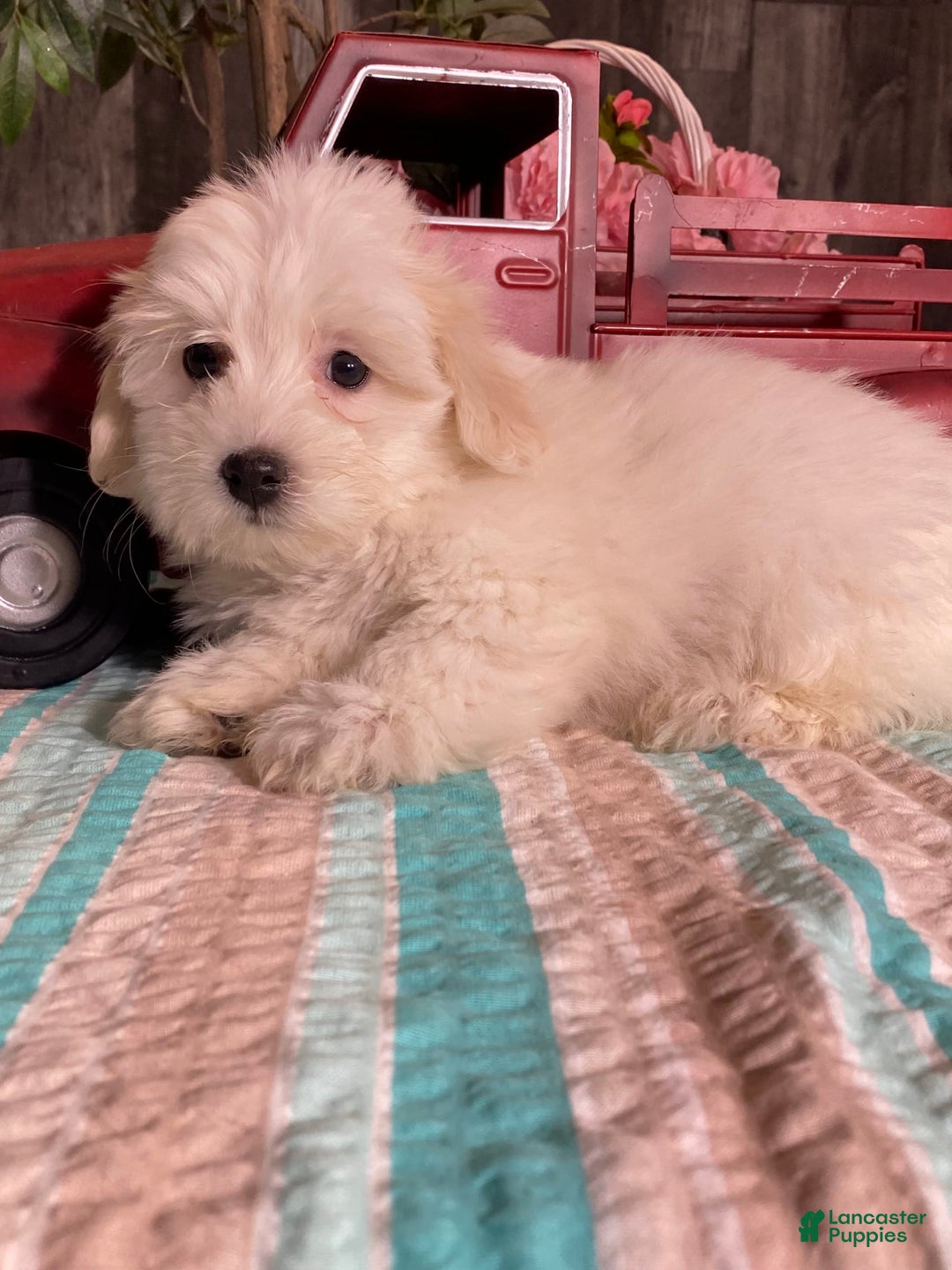 Havanese dogs for sale: Hazel - Image 1