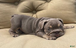 English Bulldog dogs for sale: Penny - Image 5
