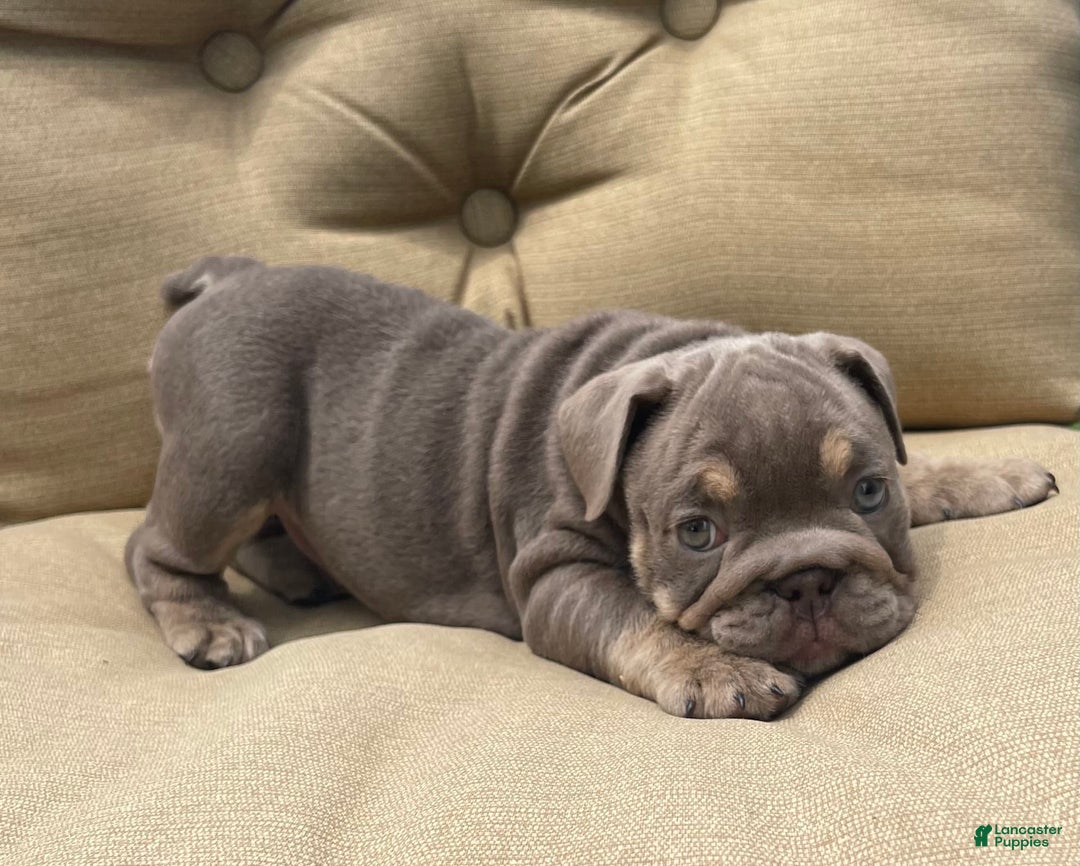 English Bulldog dogs for sale: Penny - Image 5